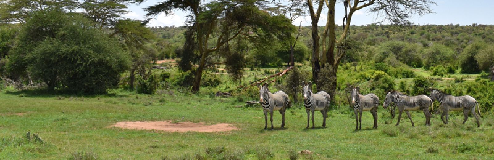 This image was taken by one of our Masters students on the African field course. It is a picture of 5 zebras standing in a grassy field under a blue sky. There are trees in the background.