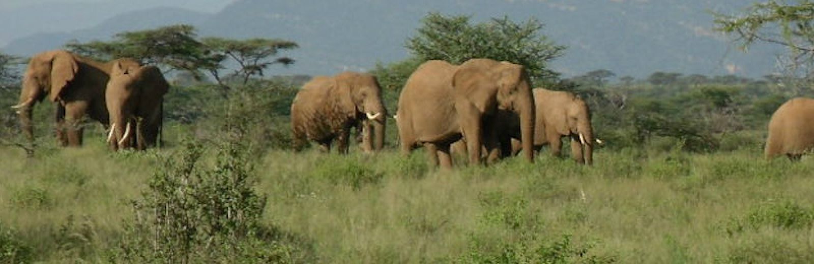 Zoology in Relation to Medicine and Veterinary Science Intercalated BSc