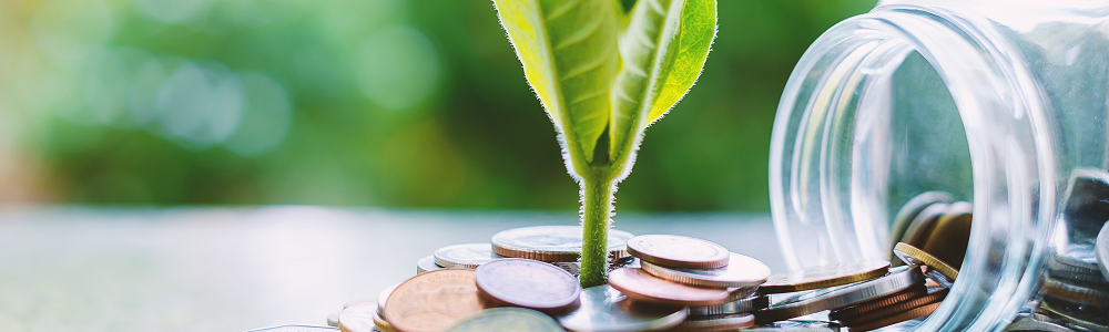 Green leafy plant growing out of a pile of money.