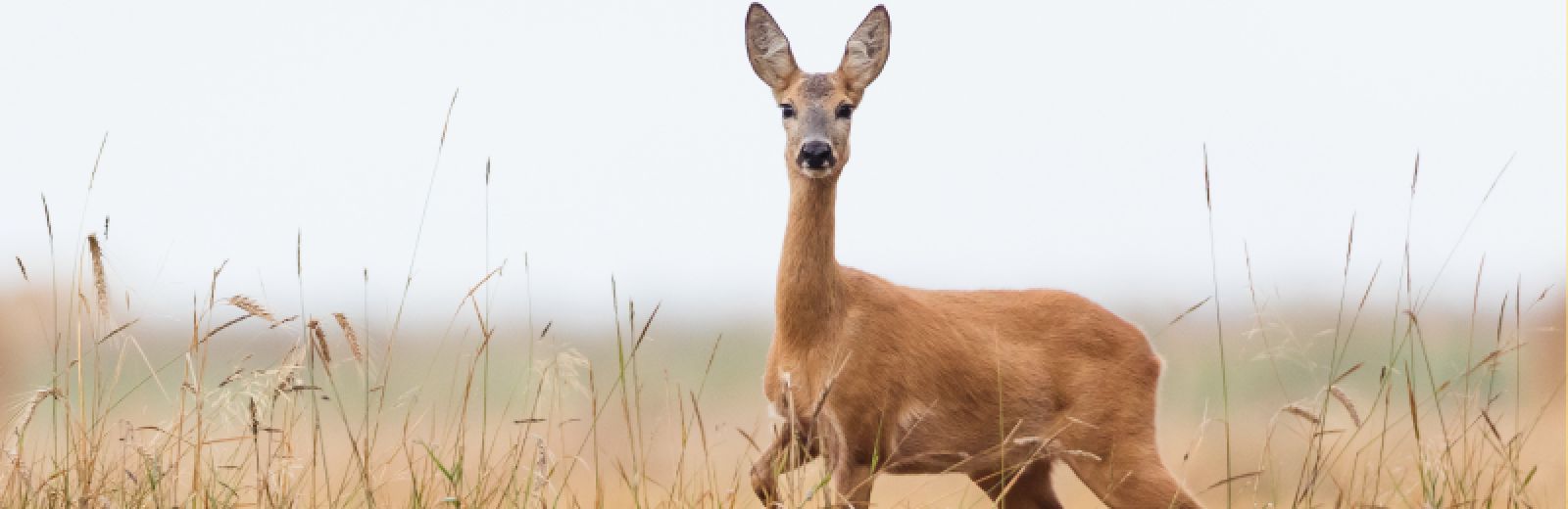 Roe deer female