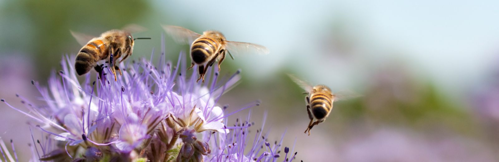 Honey bees flying away from flowers